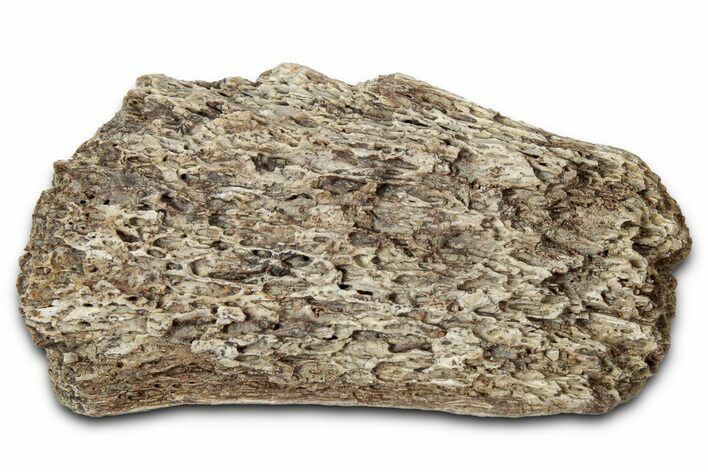 Dinosaur (Triceratops) Frill Shield Section - Montana #347984